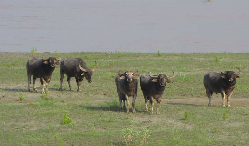 Koshi Tappu Wildlife Reserve attracts 11,603 visitors this fiscal year