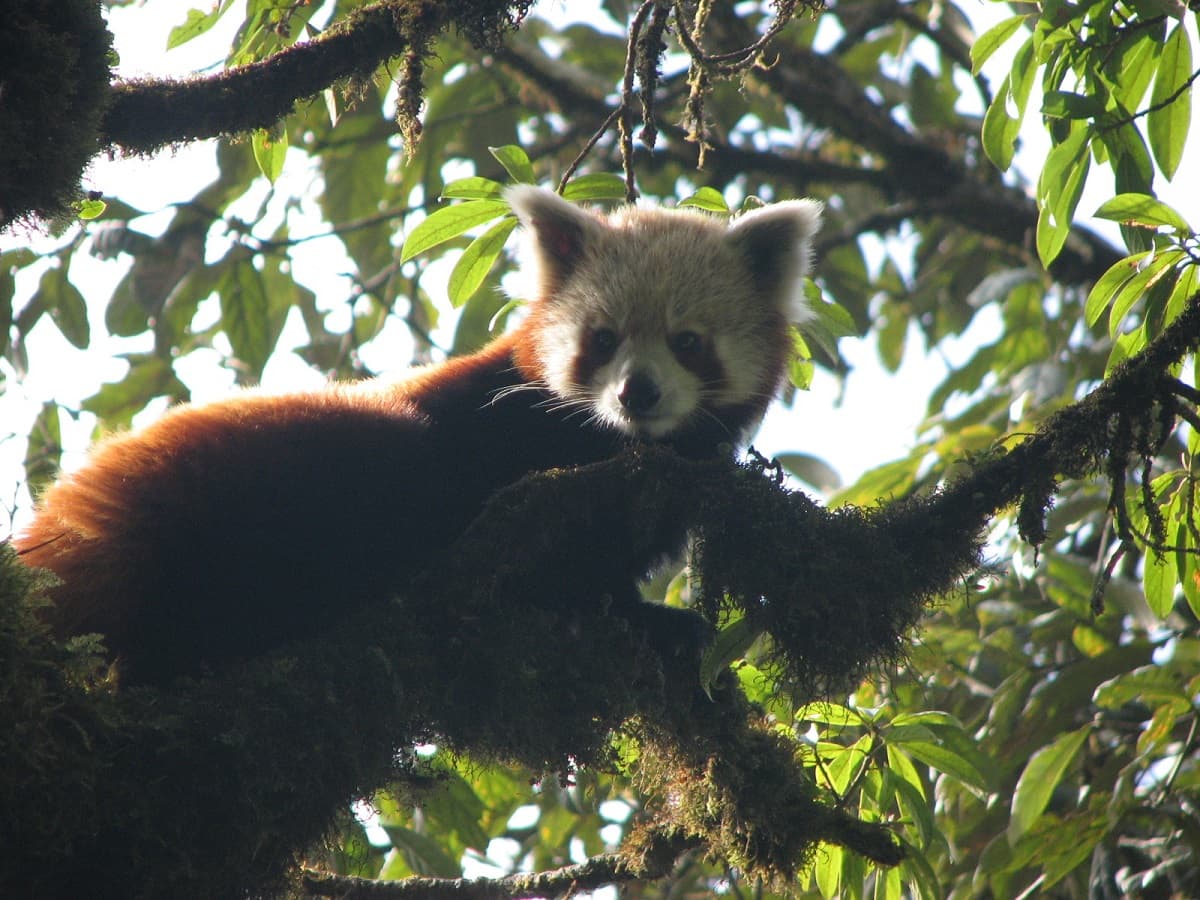 Stool testing launched to assess health status of endangered red pandas