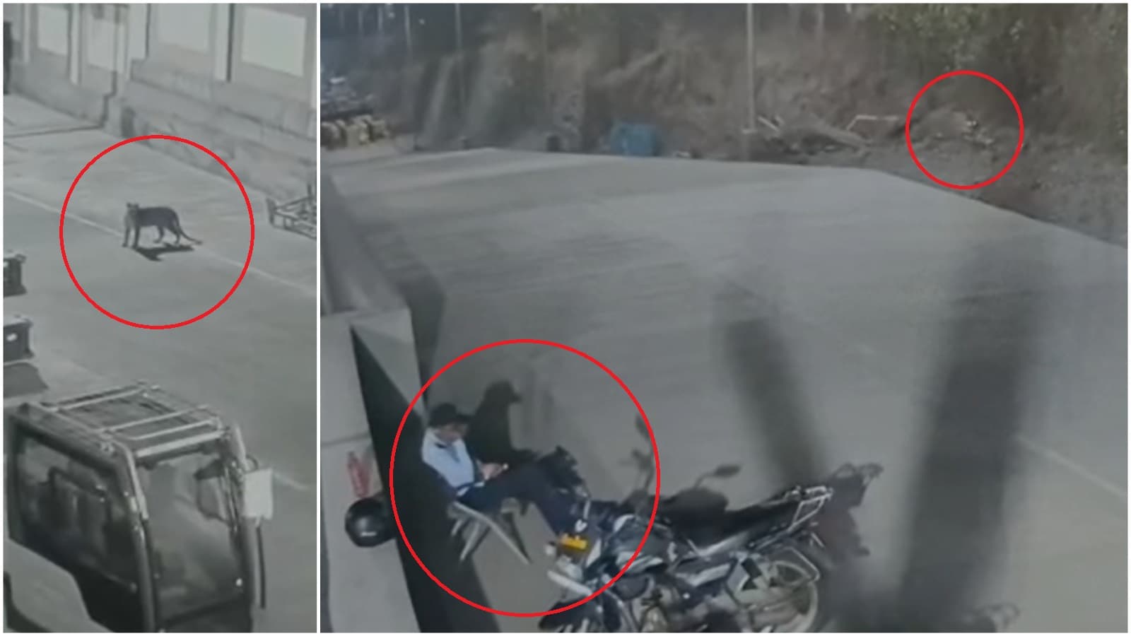 Now, leopard spotted near Mercedes Benz plant in Pune’s Chakan