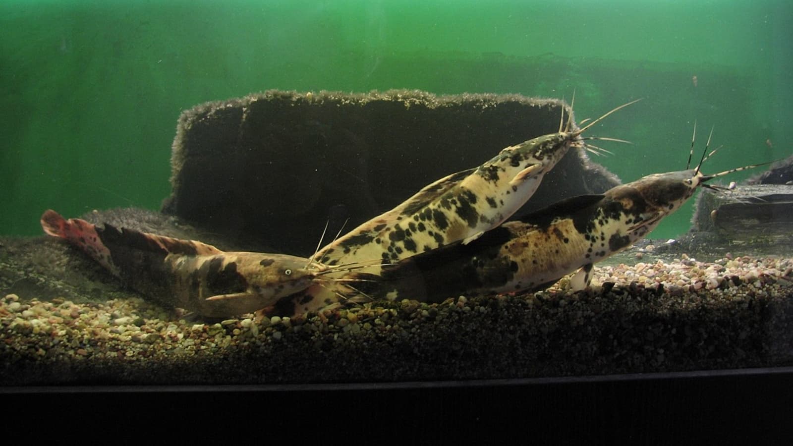 Experts explain why ‘Thai Mangur’ fish is hazardous to human health