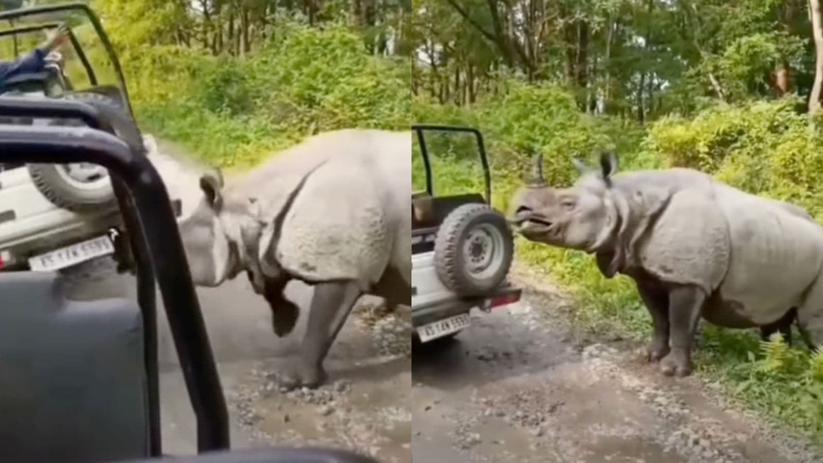 Wild rhino attacks open safari jeep in Assam, tourists scream in fear