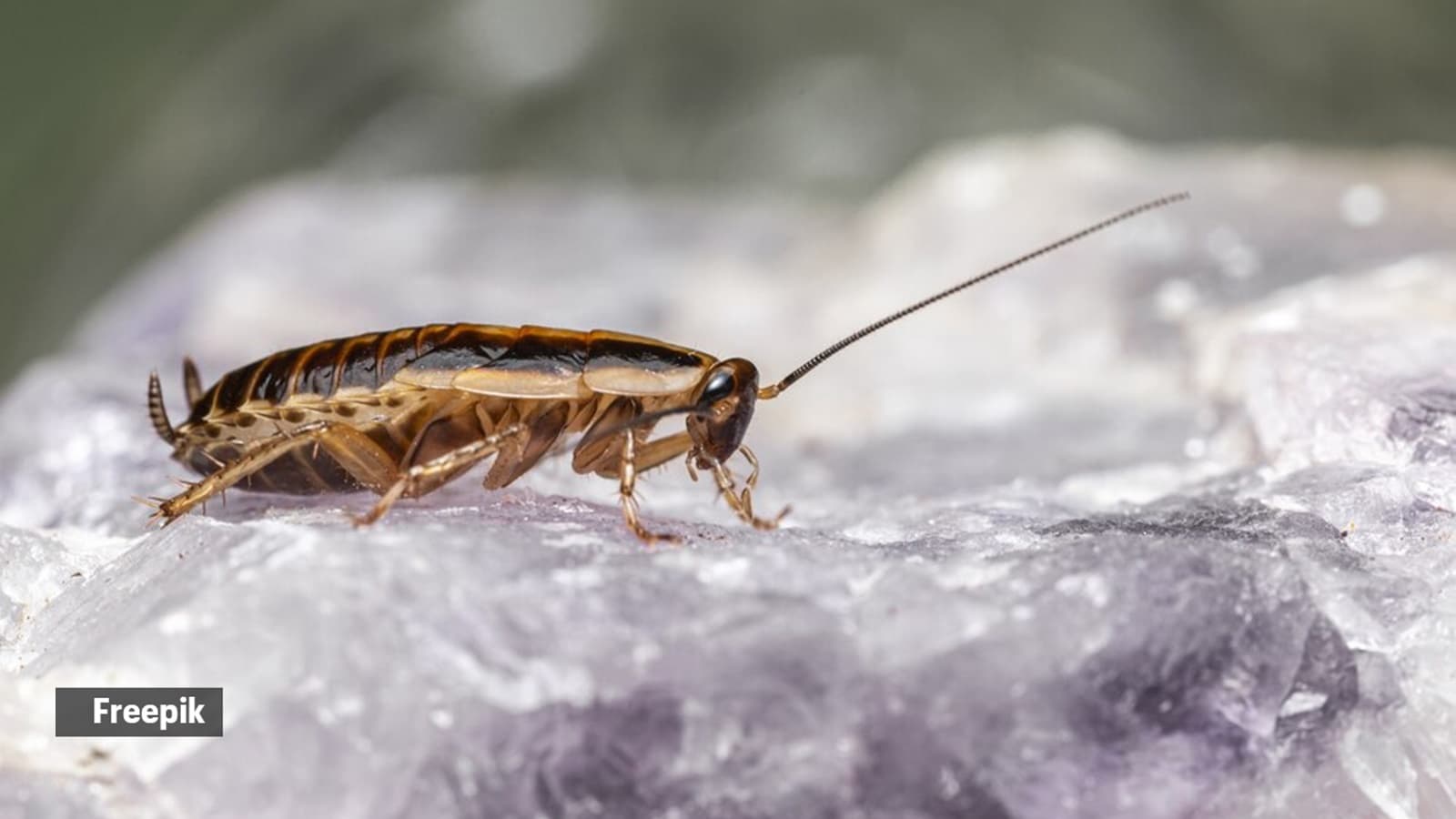 Cockroaches are actually biological engineers