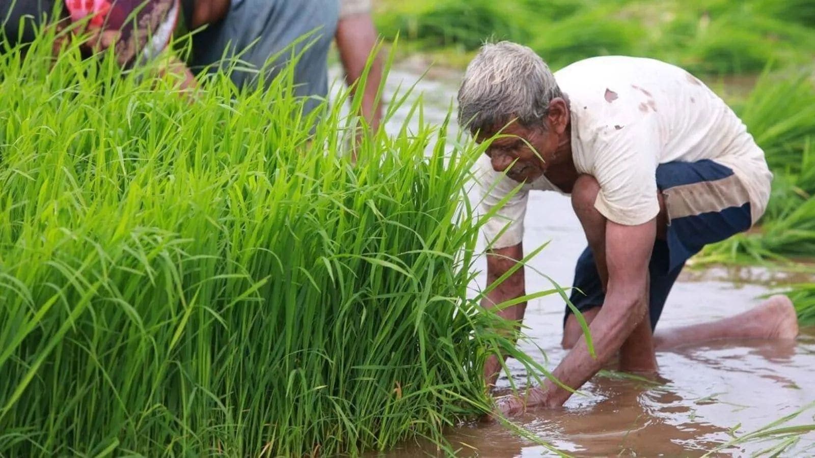 IMD’s new AI weather forecasts will tell farmers when it will rain within a 1-km area