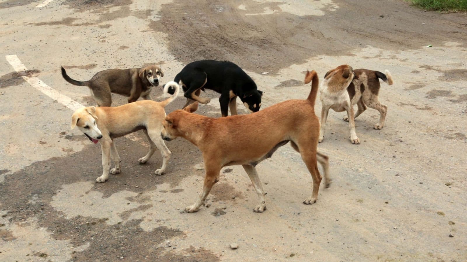 Pune allocates Rs 37 crore to tackle stray dog menace as bite cases double in five years