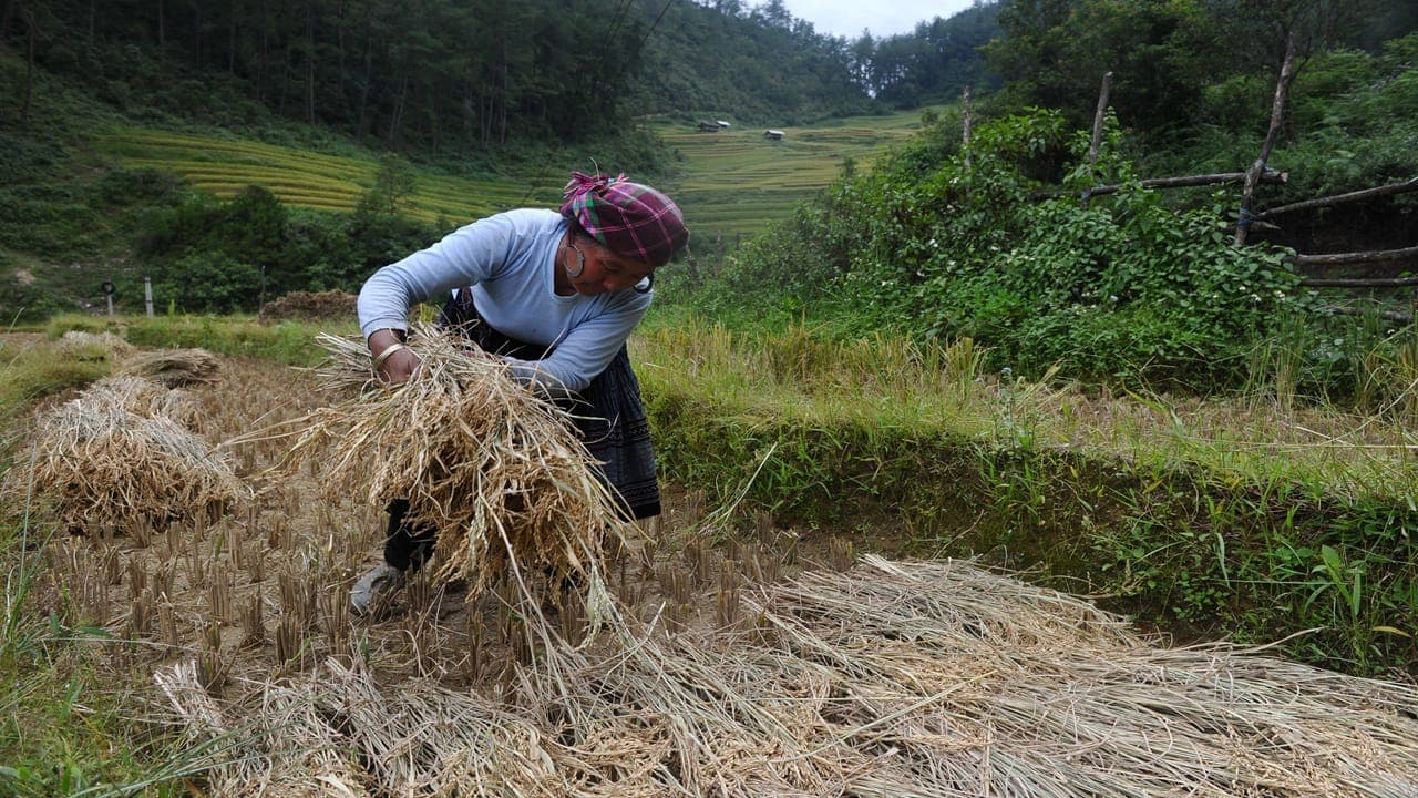 Asia rice surges 20 % in May as war and weather threaten output