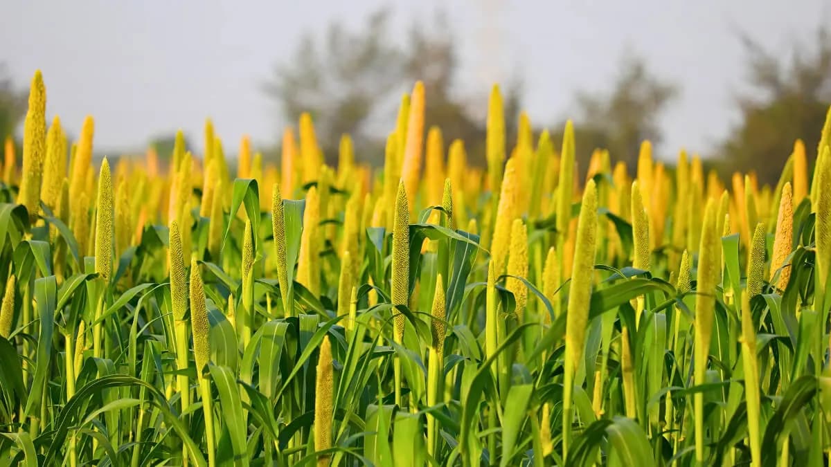 What is Bajra Called in English ?