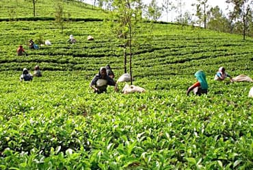 Tea factories to shut down from today