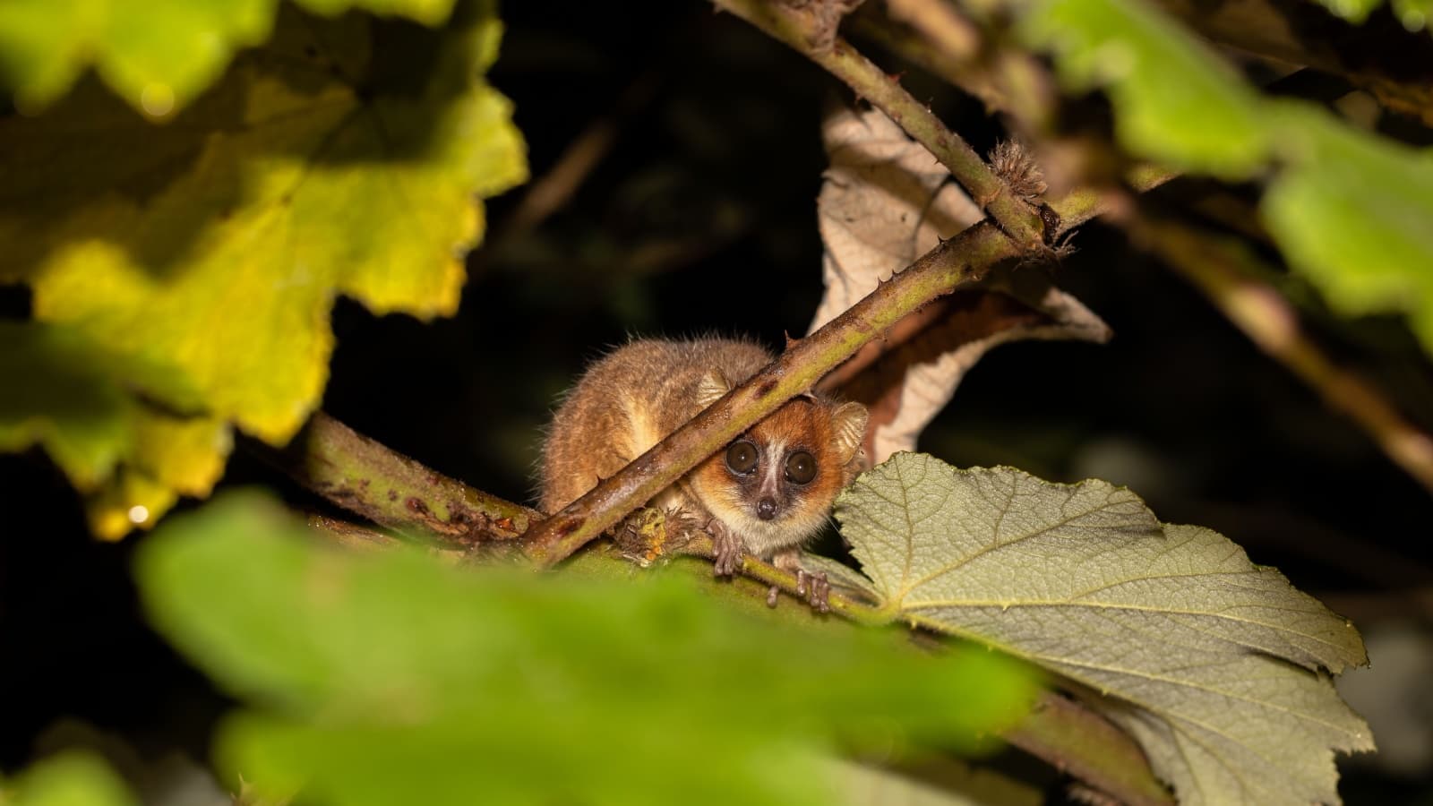 The Island Time Forgot: Why Madagascar Is Home to Wildlife You Won’t Find Anywhere Else on Earth