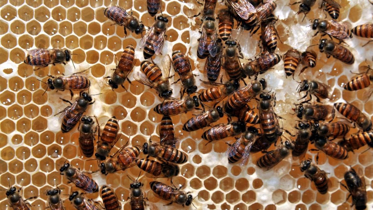 NECTAR , IHA ink pact to strengthen honey & bee - keeping sector in North - East