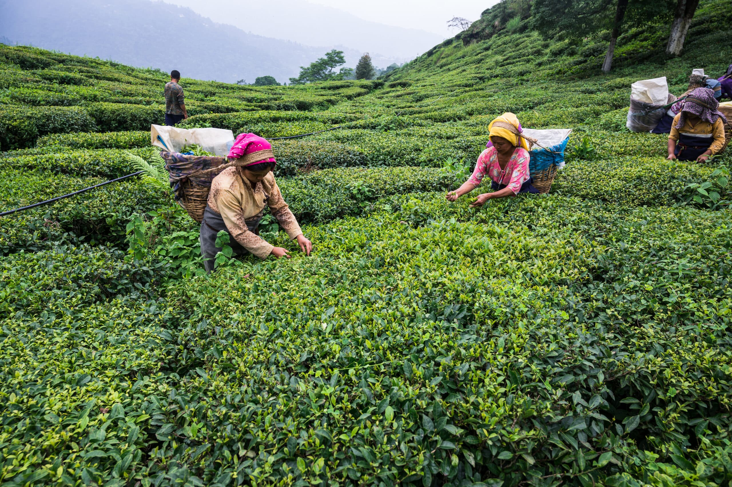 India lifts tea export hurdle for Nepal; truck-by-truck testing scrapped