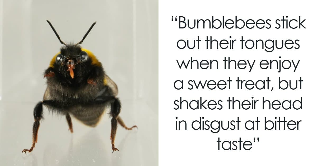 50 Fun And Interesting Facts To Add To Your Collection Of Random Knowledge (New Pics)