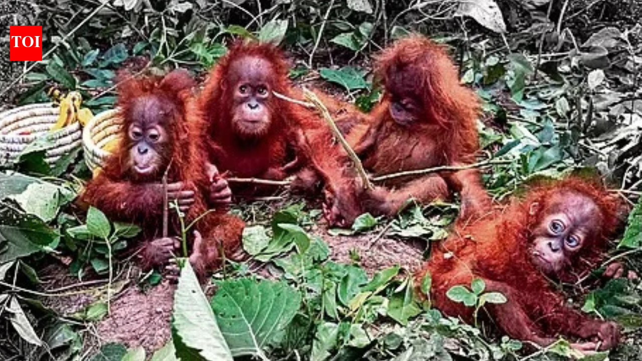 Repatriate the rescued baby orangutans immediately: Wildlife experts