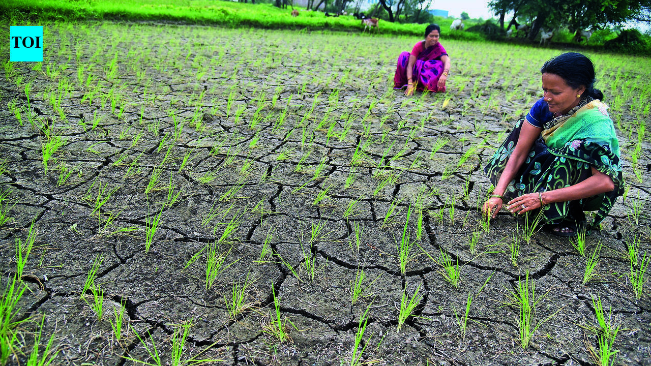 AAP demands Rs1 lakh per acre immediate relief for farmers
