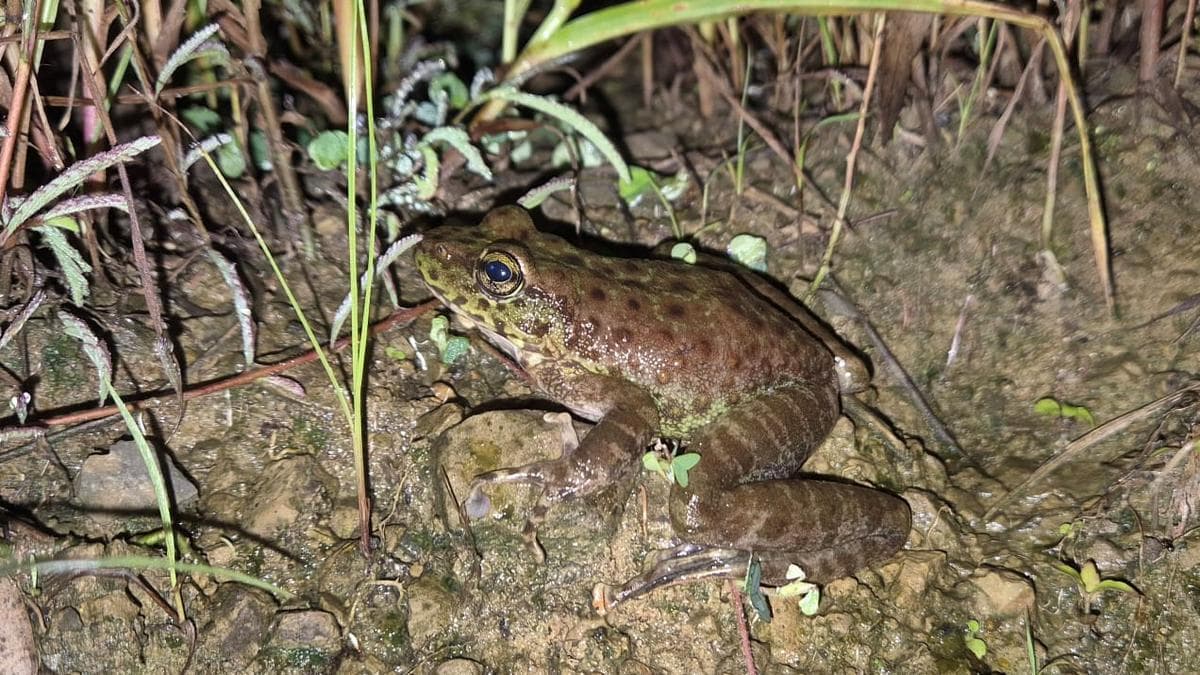 Nagaland yields a new - to - science cascade frog species